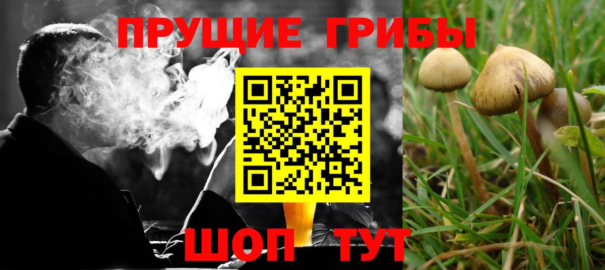 Псилоцибиновые грибы Cubensis Кемерово